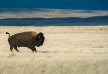 Despite Biotech Efforts to Revive Species, Extinction Is Still Forever