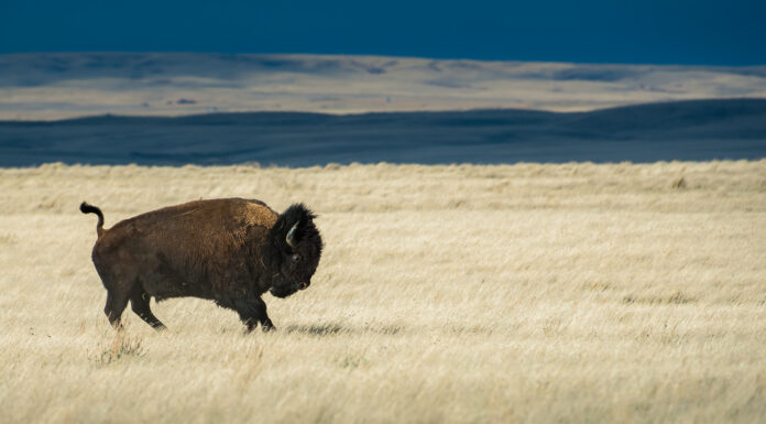 Despite Biotech Efforts to Revive Species, Extinction Is Still Forever