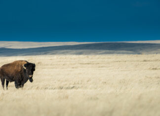 The North American Model of Wildlife Conservation