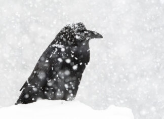 The Storytelling Animal