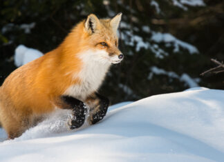 Your Skills and Passions