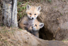 How Diverse Personalities Help Animals Survive