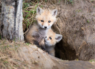 How Diverse Personalities Help Animals Survive