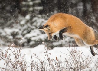 Frozen in Motion