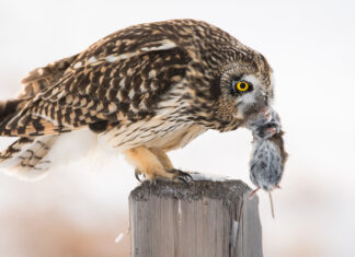 Food Chains and Carrying Capacity