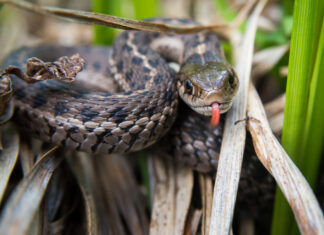 Too cute to die? Experts say we’re too selective about species we choose to protect