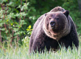 Dispelling Grizzly Bear Myths