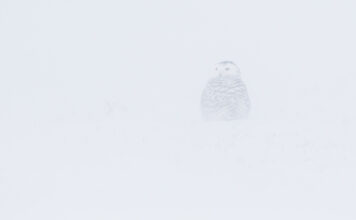 All 6 endangered spotted owls released in Fraser Valley have died, B.C. says