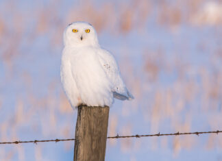 Why is blue the rarest colour in nature?