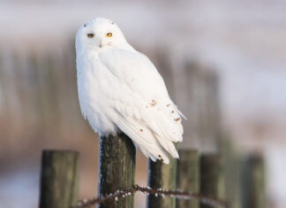 Who Lives, and Who Dies: Is Conservation “Triage” a Good Idea, or a Dangerous One?