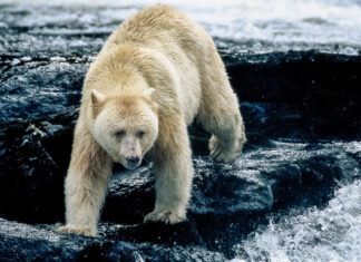 Spirit Bear Youth Coalition Achievements