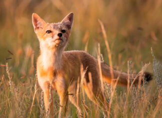 Why Conservatives have more at stake than Liberals in Canada’s class war