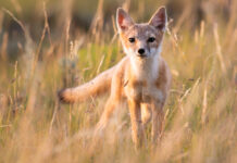 The Fall And Rise Of A Fearless Fox