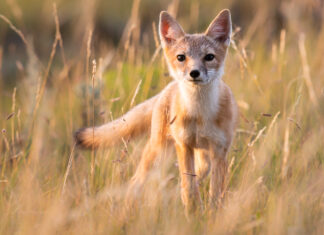 The Fall And Rise Of A Fearless Fox