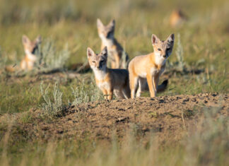 Alberta’s swift foxes have made a comeback in the province