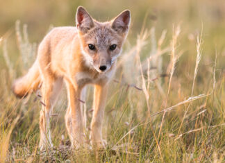 New data tool can help scientists use limited funds to protect the greatest number of endangered species