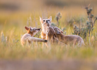 6 Ways To Make A Team Of Rivals Work