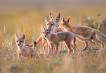 A national database of nature success stories