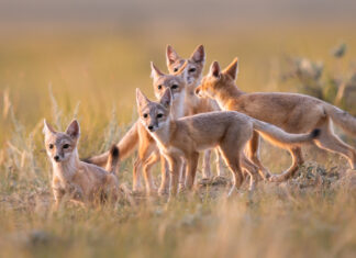 A national database of nature success stories