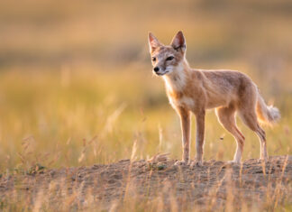 Rewilding Canada: An interview with J.B. MacKinnon