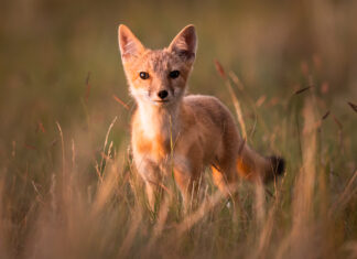 Awards for environmental leaders