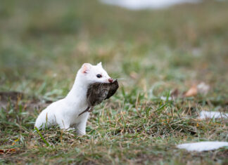 La Toile de la vie – Comprendre les chaînes alimentaires et les interactions entre les espèces