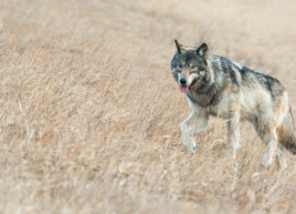 Why the North American Model of Wildlife Conservation is Problematic for Modern Wildlife Management