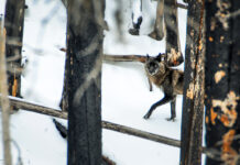 Yellowstone’s Wolves: A Debate Over Their Role in the Park’s Ecosystem