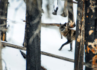 Yellowstone’s Wolves: A Debate Over Their Role in the Park’s Ecosystem