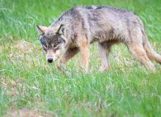 Living with Carnivores