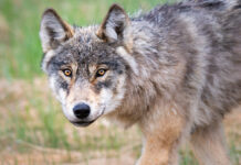 Coywolf: Hybrid Eastern Coyotes Are Taking Over Parts Of North America