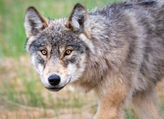 Coywolf: Hybrid Eastern Coyotes Are Taking Over Parts Of North America