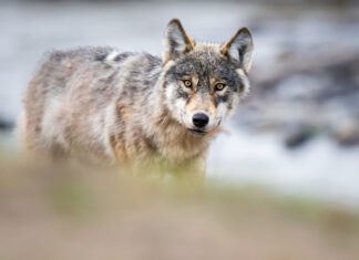 GPS Tracking Shows How Much Wolf Packs Avoid Each Other’s Range