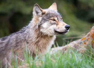 Increase wolf cull, pen pregnant cows to save endangered caribou: study