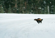 Wolverine populations at risk without connectivity