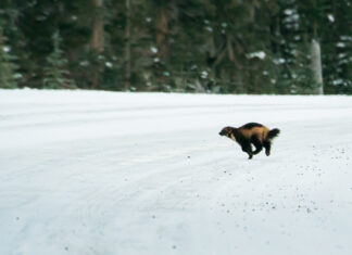 Why did the wolverine cross the road?