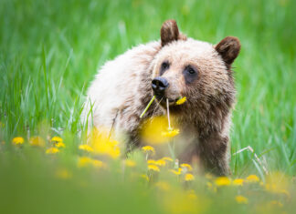 The most bizarre things grizzly bears eat