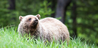 What is Biodiversity?