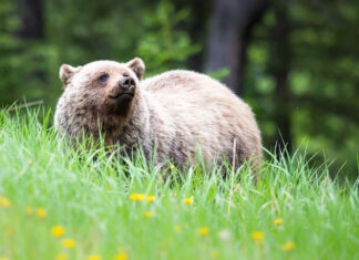 What is Biodiversity?