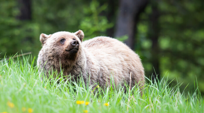 What is Biodiversity?