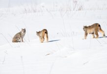 Going into Business for Wildlife Conservation