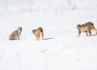 Going into Business for Wildlife Conservation