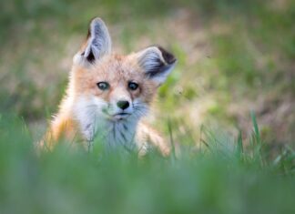 EECOM: Youth action award for environmental leadership