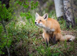 ESAC Eco Award: Awards to individual, team or organization working to improve the environment