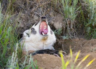 Social marketing campaigns can help threatened wildlife species recover