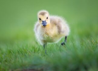 Bateman Centre: Student nature arts award program