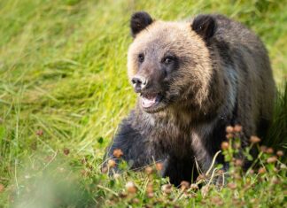 National Geographic asked the public: What species should we save?