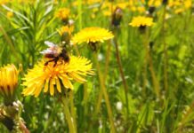 How modern technology is inspired by the natural world