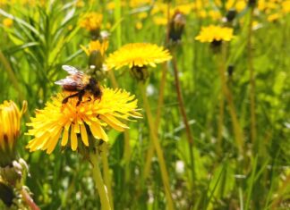 Finding Your Niche – How Every Species Has a Role in Nature