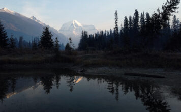 Canada announces new plan to protect biodiversity. Will it work?